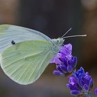 Kleiner Kohlweißling (Pieris rapae