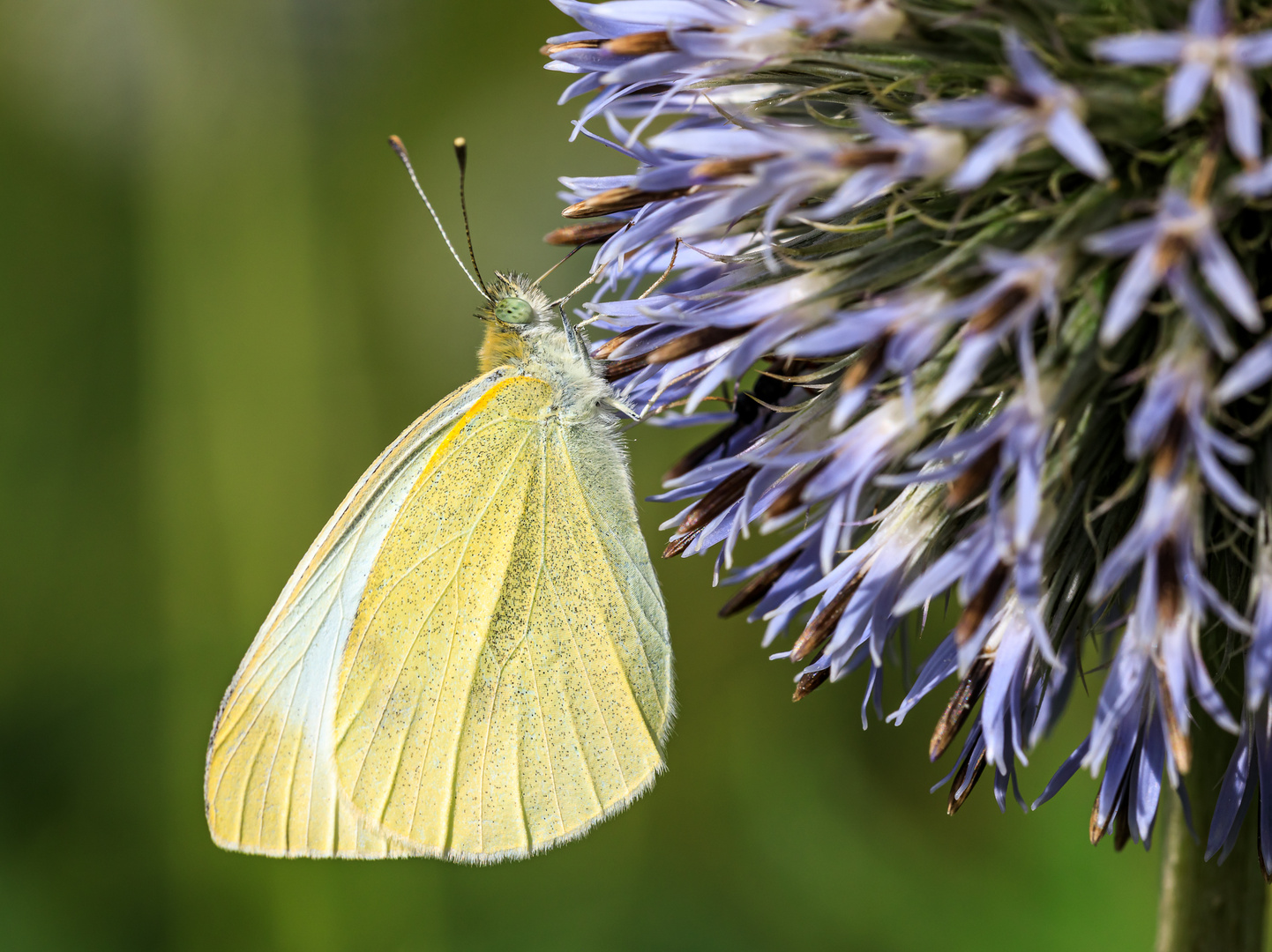 Kleiner Kohlweißling (Pieris rapae)