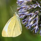 Kleiner Kohlweißling (Pieris rapae)