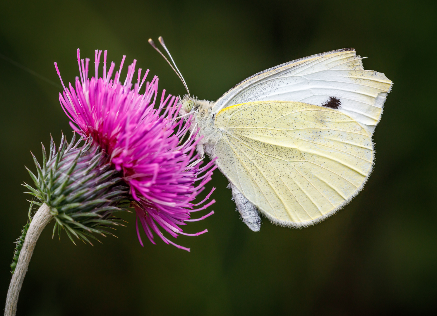 Kleiner Kohlweißling (Pieris rapae) 