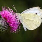 Kleiner Kohlweißling (Pieris rapae) 