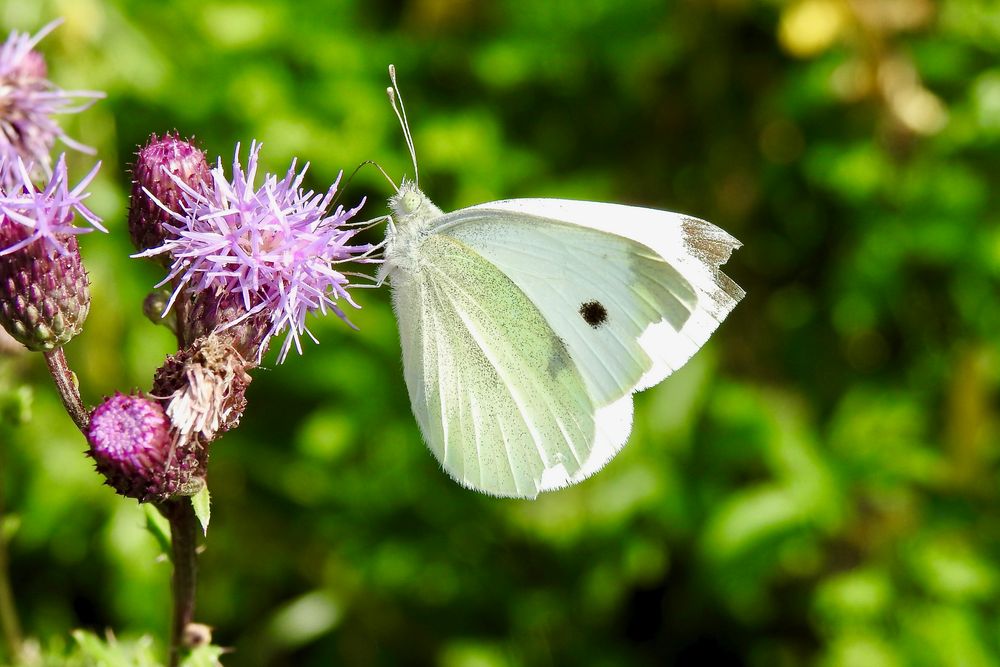 kleiner Kohlweißling, Pieris rapae.