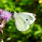 kleiner Kohlweißling, Pieris rapae.