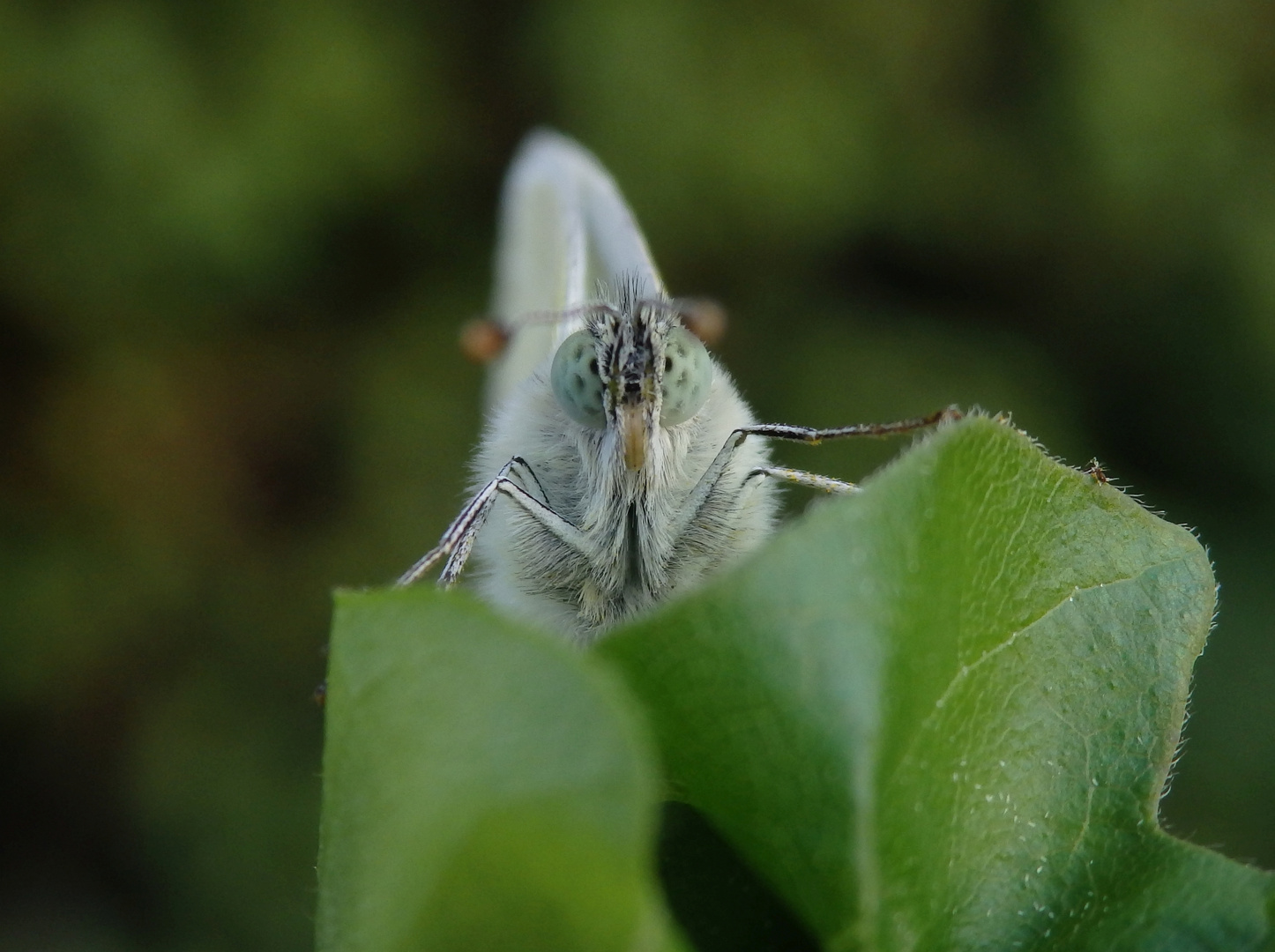 Kleiner Kohlweißling (Pieris rapae) ?