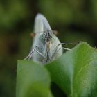 Kleiner Kohlweißling (Pieris rapae) ?