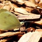 Kleiner Kohlweißling (Pieris rapae)