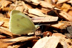 Kleiner Kohlweißling (Pieris rapae)