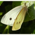 kleiner Kohlweissling (Pieris rapae)