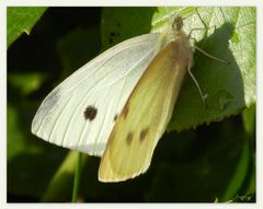 kleiner Kohlweissling (Pieris rapae)