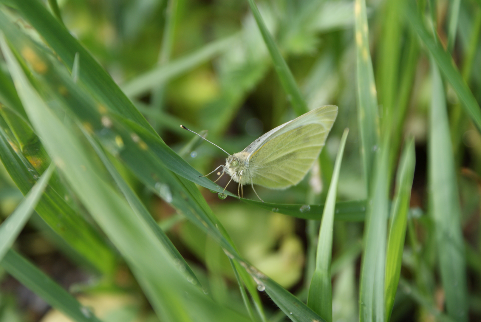 kleiner Kohlweißling (Pieris rapae)