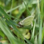 kleiner Kohlweißling (Pieris rapae)