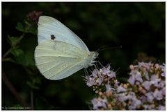 Kleiner Kohlweißling (Pieris rapae)