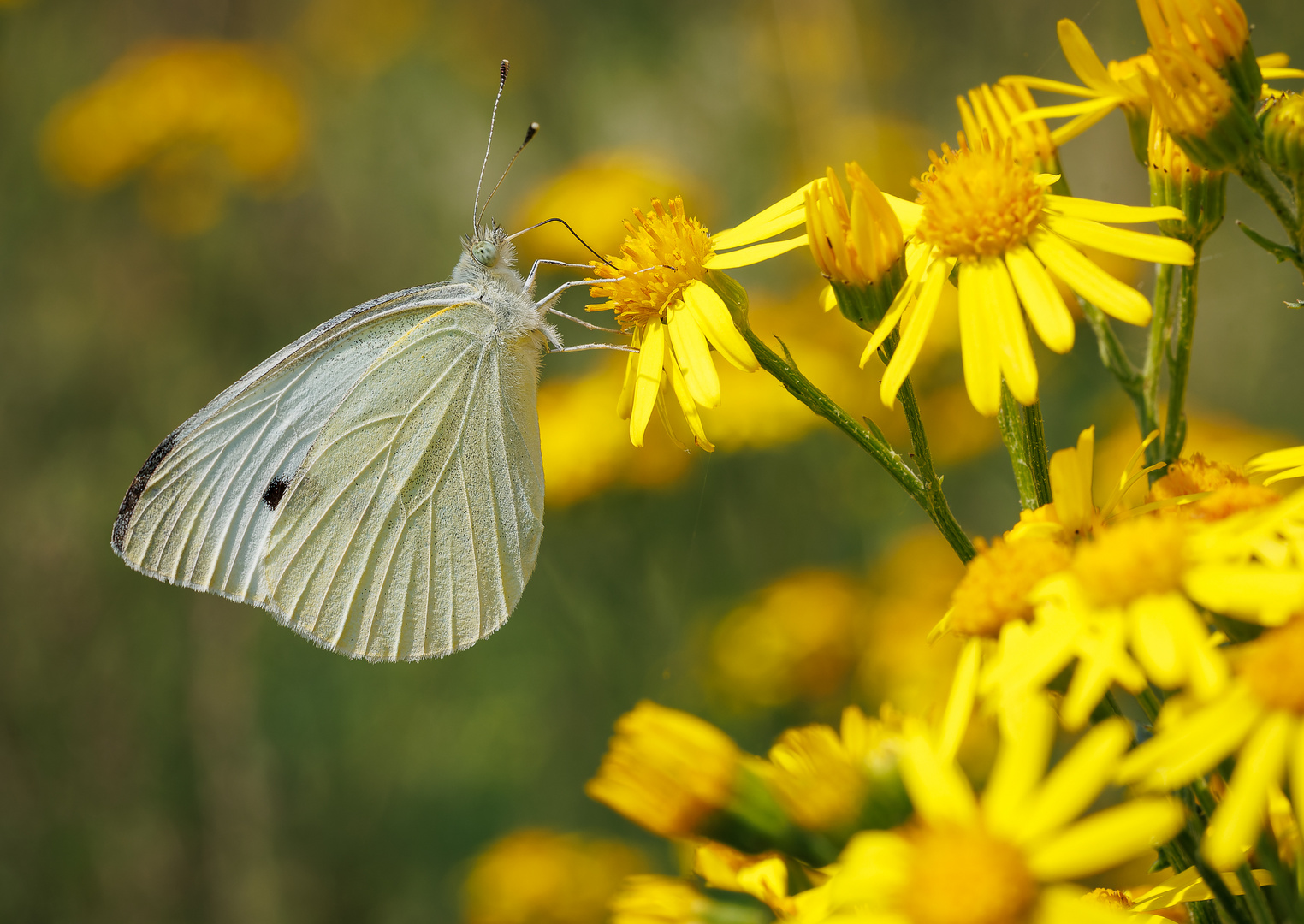 Kleiner Kohlweißling (Pieris rapae)