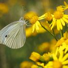 Kleiner Kohlweißling (Pieris rapae)