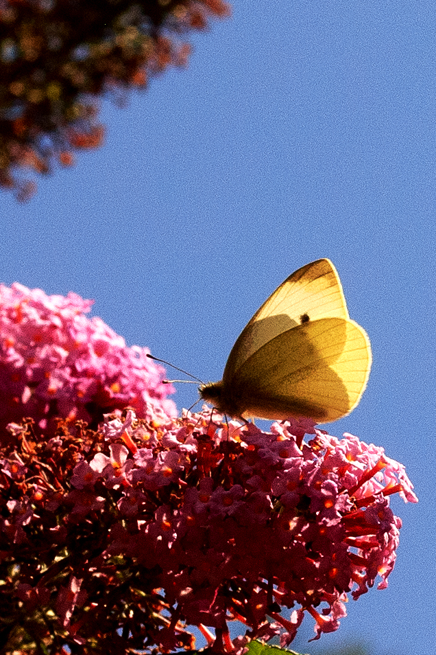 Kleiner Kohlweißling (Pieris rapae)