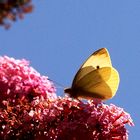 Kleiner Kohlweißling (Pieris rapae)