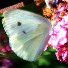 Kleiner Kohlweissling (Pieris rapae)