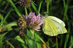 Kleiner Kohlweißling (Pieris rapae)