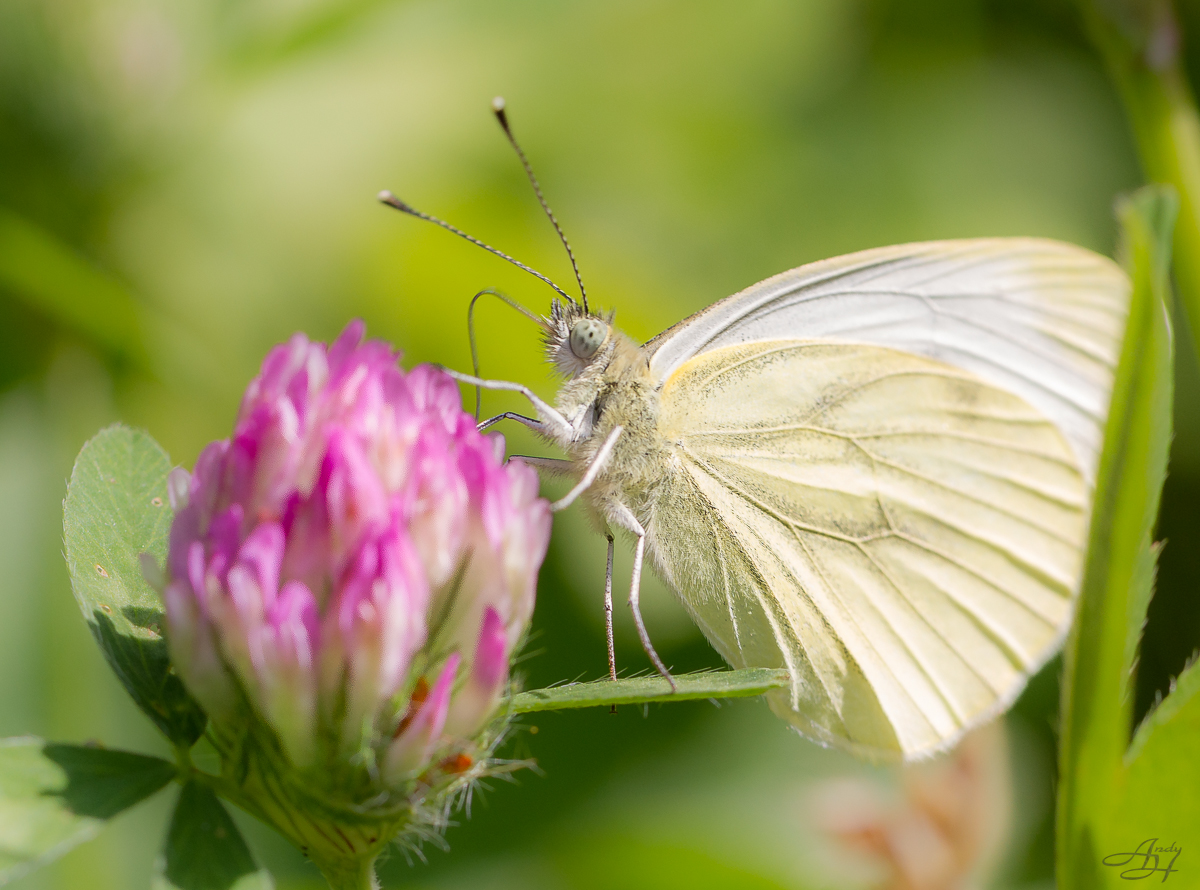 Kleiner Kohlweißling (Pieris rapae)