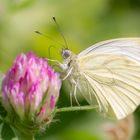 Kleiner Kohlweißling (Pieris rapae)