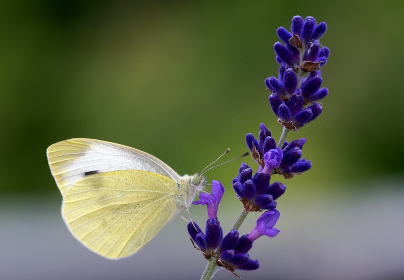 Kleiner Kohlweissling - Pieris rapae