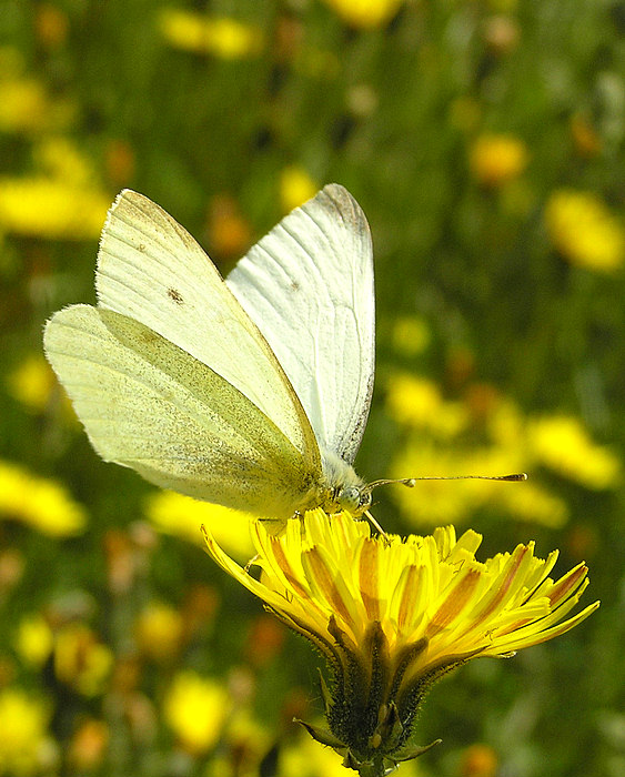 Kleiner Kohlweißling • Pieris rapae