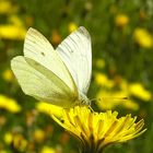 Kleiner Kohlweißling • Pieris rapae