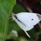 Kleiner Kohlweißling (Pieris rapae)