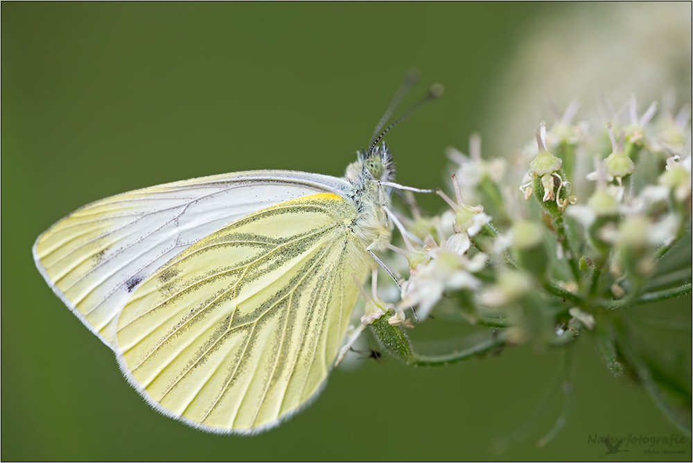 kleiner kohlweißling (pieris rapae)