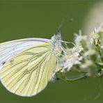 kleiner kohlweißling (pieris rapae)