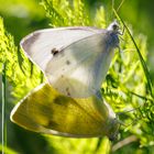 Kleiner Kohlweißling (Pieris rapae)