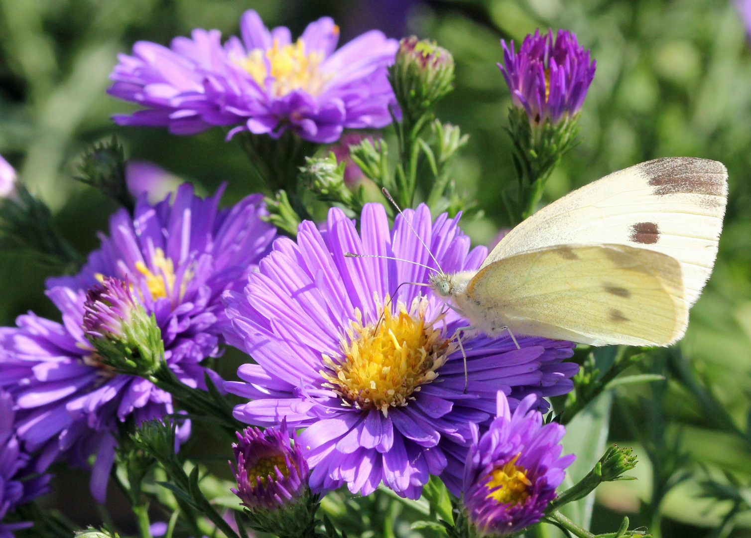 Kleiner Kohlweißling Pieris rapae