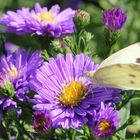 Kleiner Kohlweißling Pieris rapae