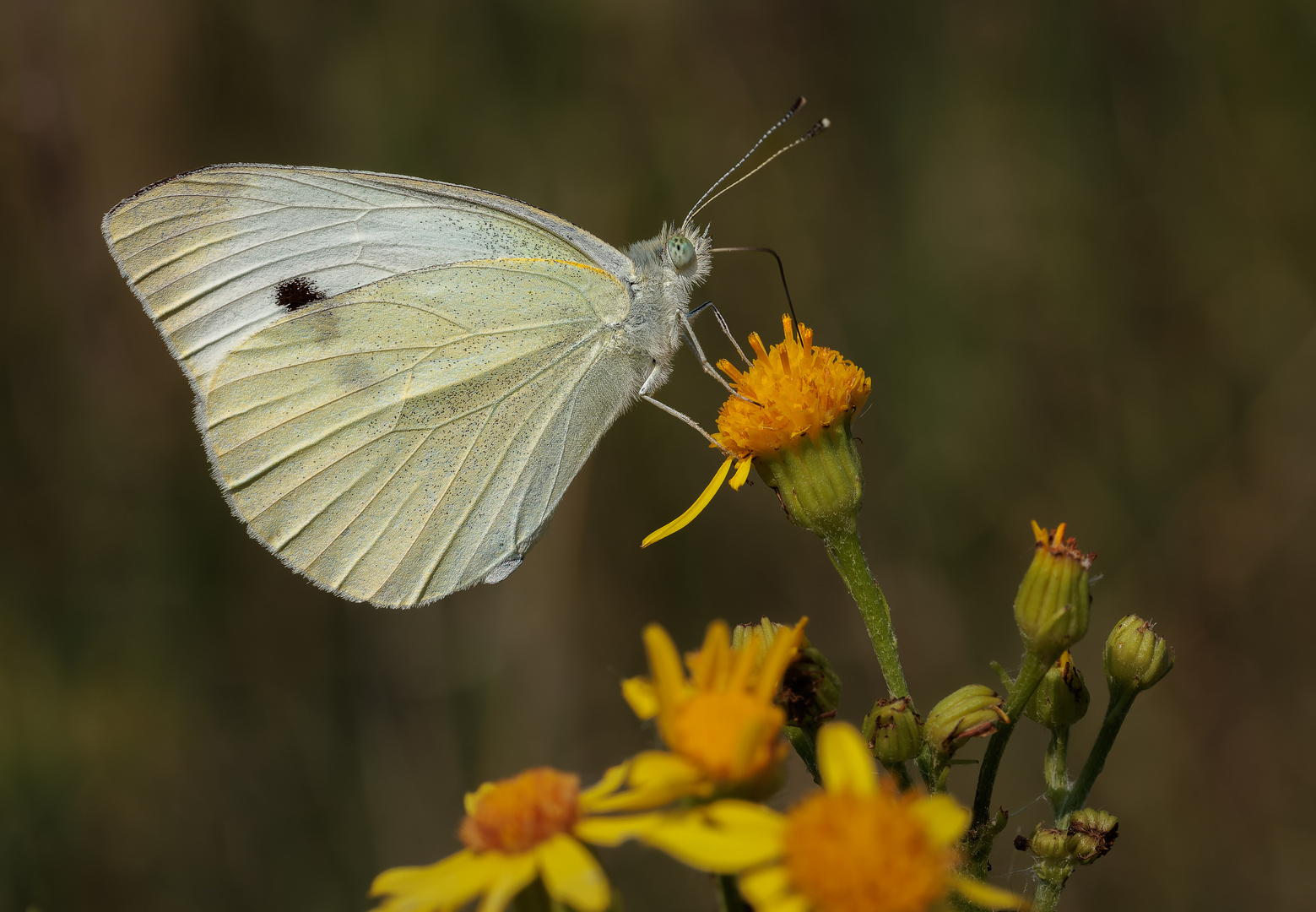 Kleiner Kohlweißling (Pieris rapae)