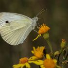 Kleiner Kohlweißling (Pieris rapae)