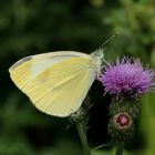 Kleiner Kohlweißling, Pieris rapae, an Distelblüte Nektar saugend