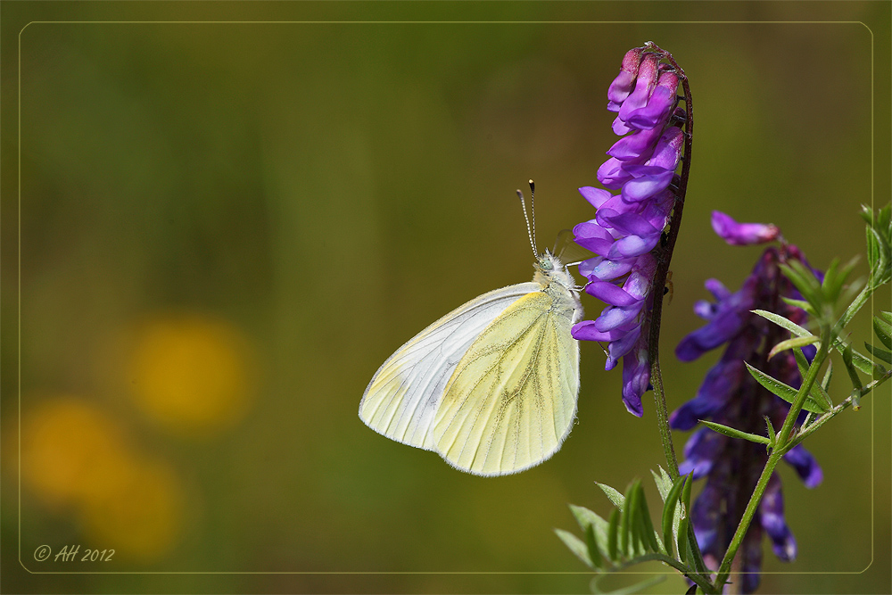 Kleiner Kohlweißling (Pieris rapae) an Heide-Wicke (Vicia orobus)