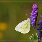 Kleiner Kohlweißling (Pieris rapae) an Heide-Wicke (Vicia orobus)