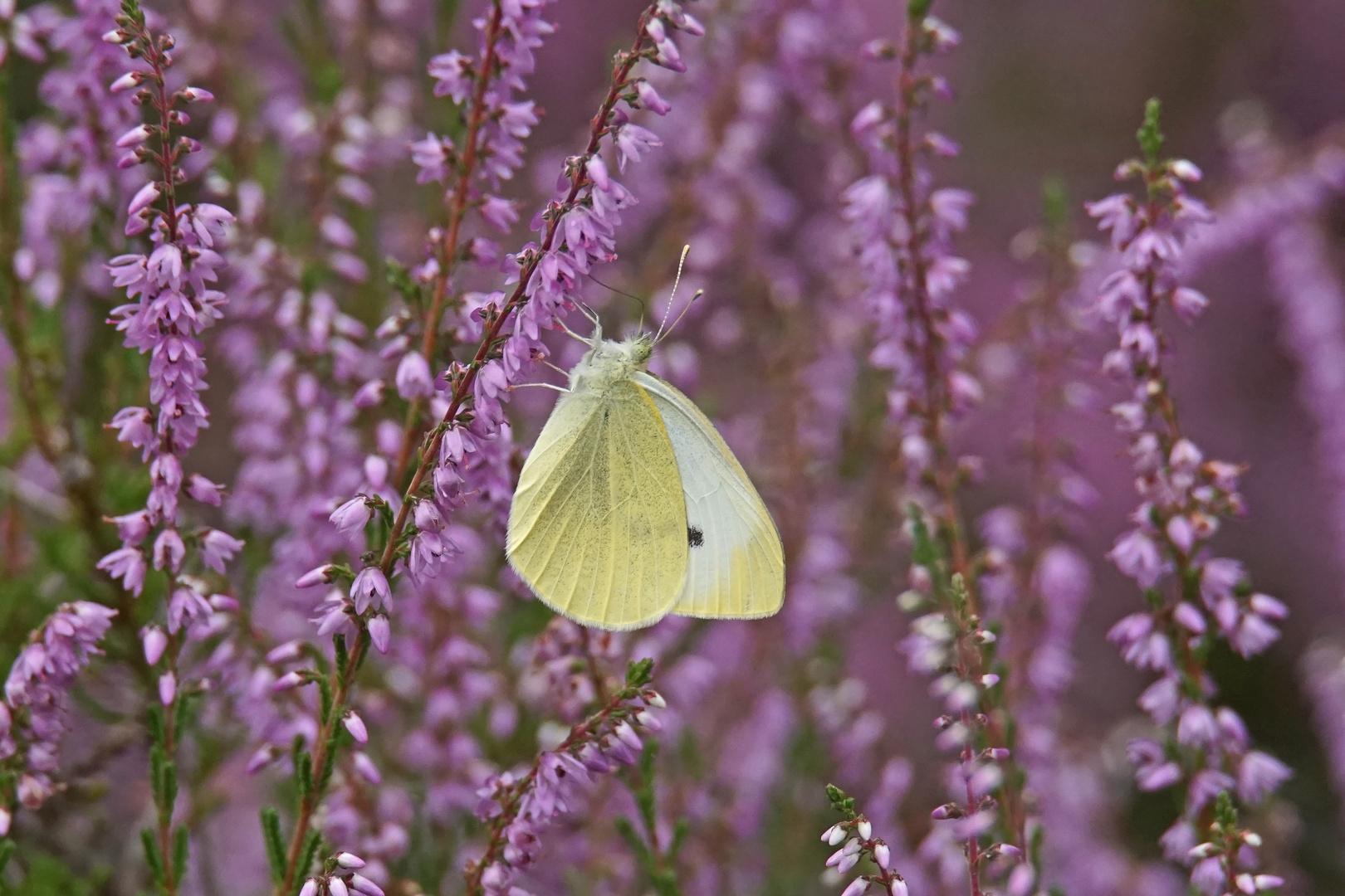 Kleiner Kohlweißling (Pieris rapae) an Heidekraut