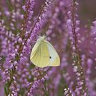 Kleiner Kohlweißling (Pieris rapae) an Heidekraut