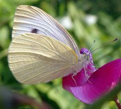 Kleiner Kohlweißling (Pieris rapae) auf Gartenwicke