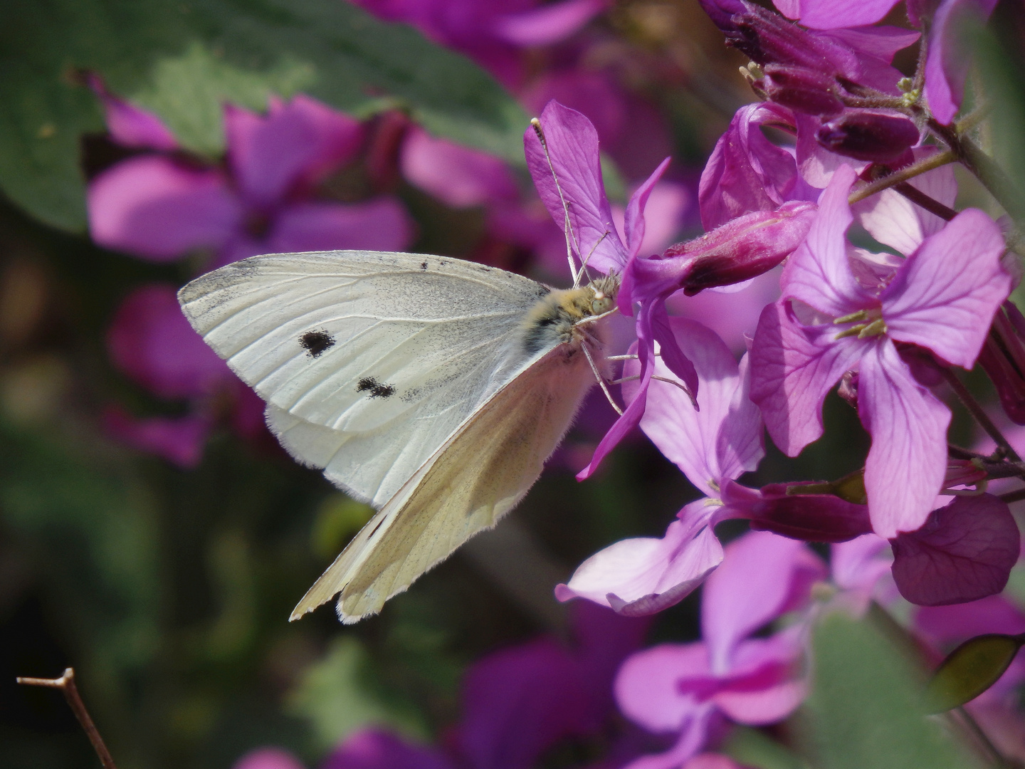 Kleiner Kohlweißling (Pieris rapae) auf Silberblatt