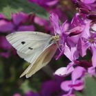 Kleiner Kohlweißling (Pieris rapae) auf Silberblatt