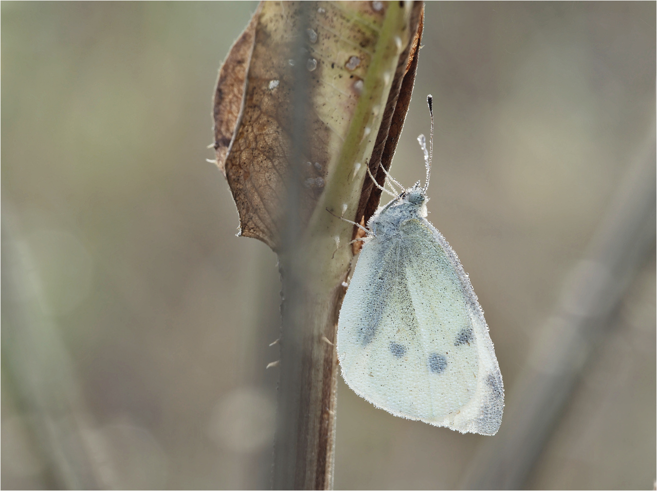 Kleiner Kohlweißling (Pieris rapae)