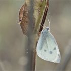 Kleiner Kohlweißling (Pieris rapae)