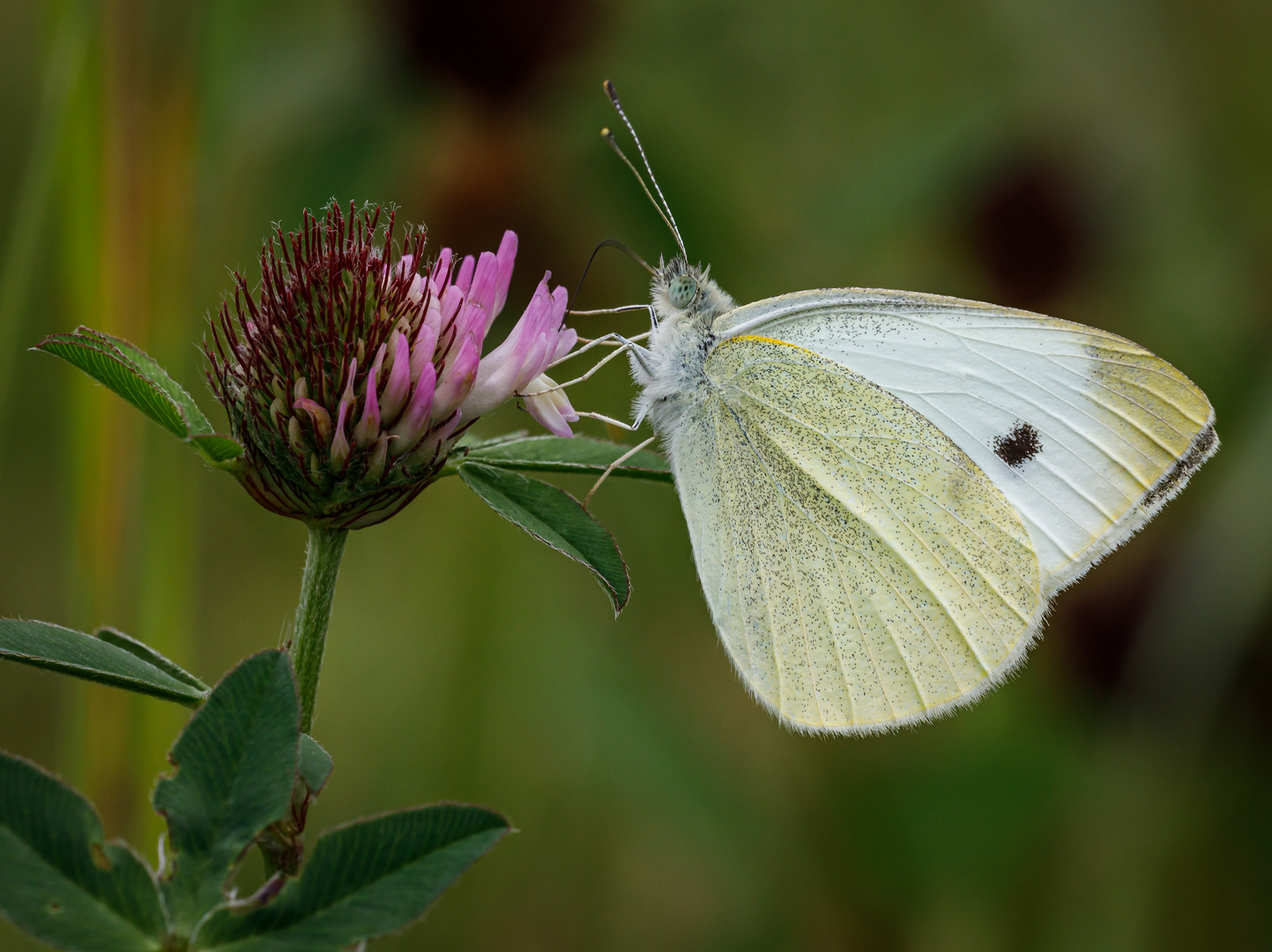 Kleiner Kohlweißling (Pieris rapae)