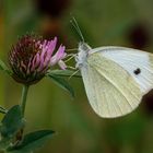 Kleiner Kohlweißling (Pieris rapae)