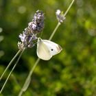 Kleiner Kohlweissling Pieris rapae