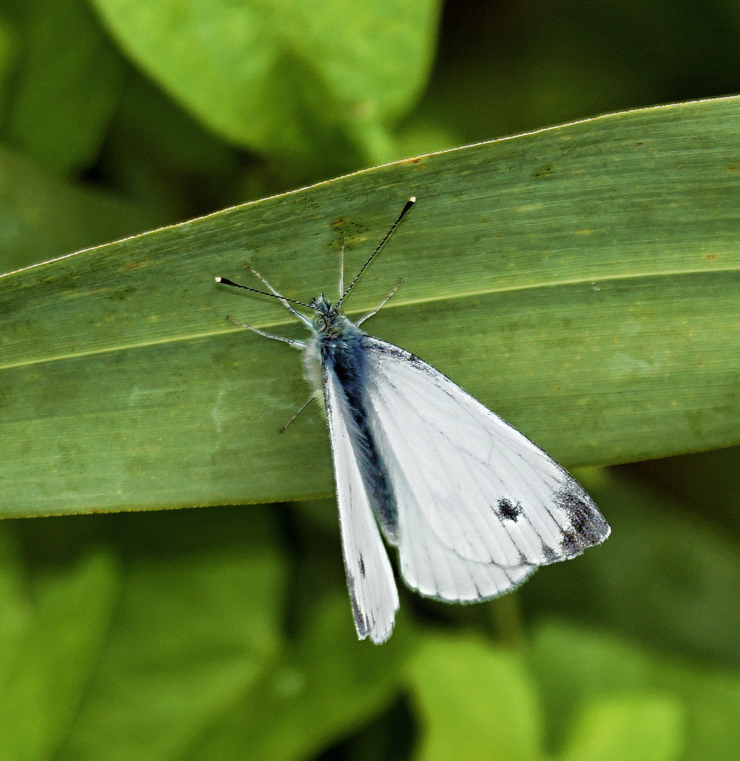 Kleiner Kohlweißling (Pieris rapae)