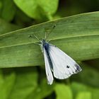 Kleiner Kohlweißling (Pieris rapae)